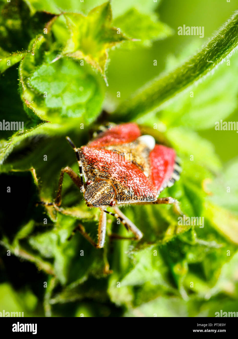 Sloe bug (Dolycoris baccarum) - Umbria, Italy Stock Photo