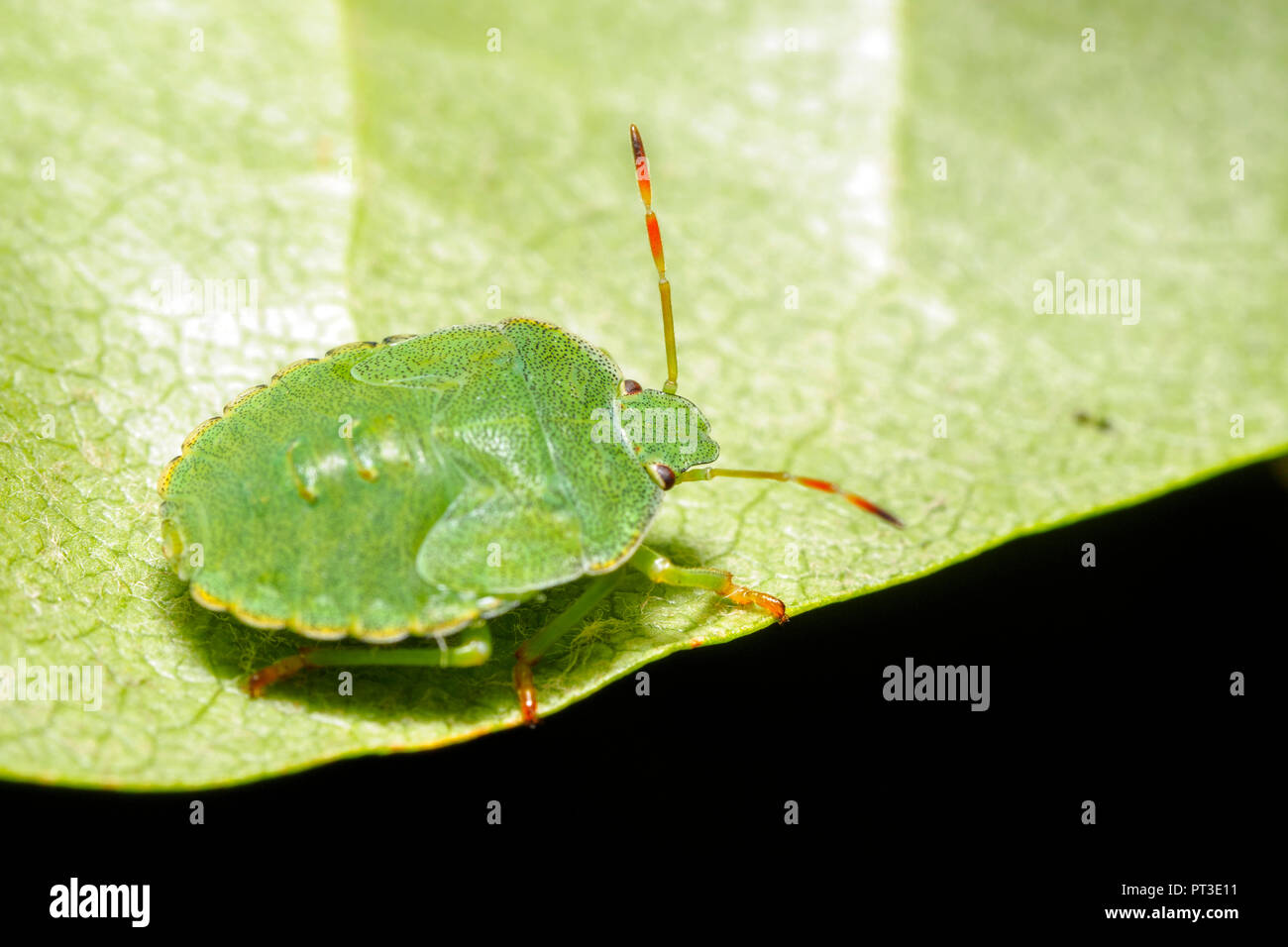 Green Shield Bug (Palomena prasina) - Umbria, Italy Stock Photo