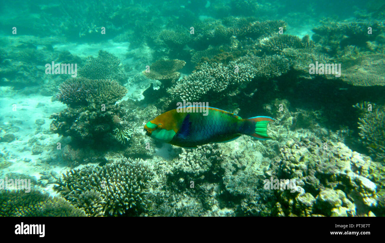 Underwater life at the Ningaloo reef, Western Australia Stock Photo Alamy