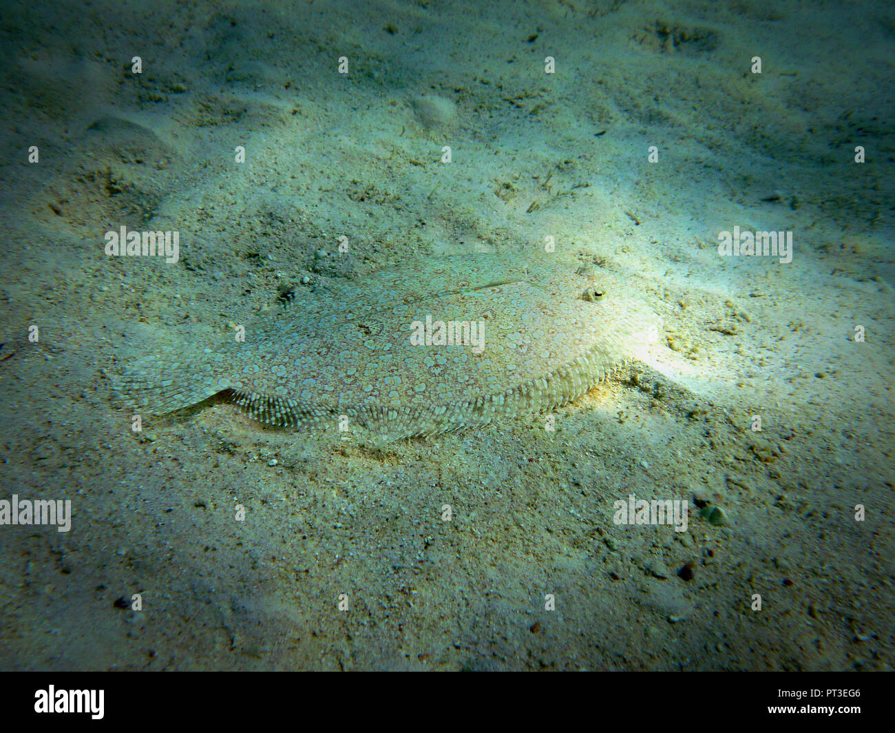 Picture Of A Smalltooth Flounder On A Sandy Ocean Floor Stock