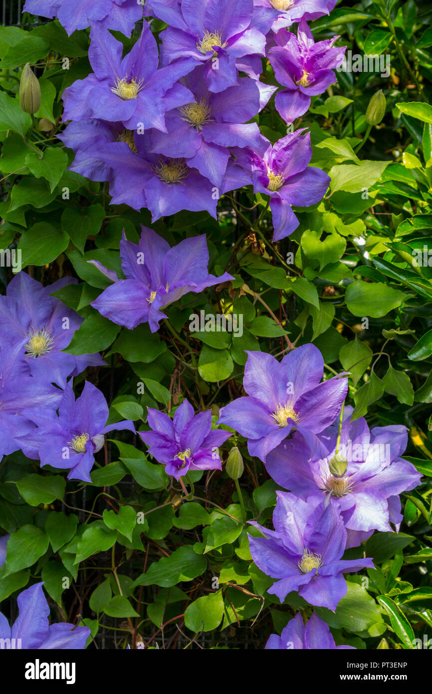 Purple flowering clematis (general sikorski) at roath park lake in Cardiff, south wales, uk Stock Photo