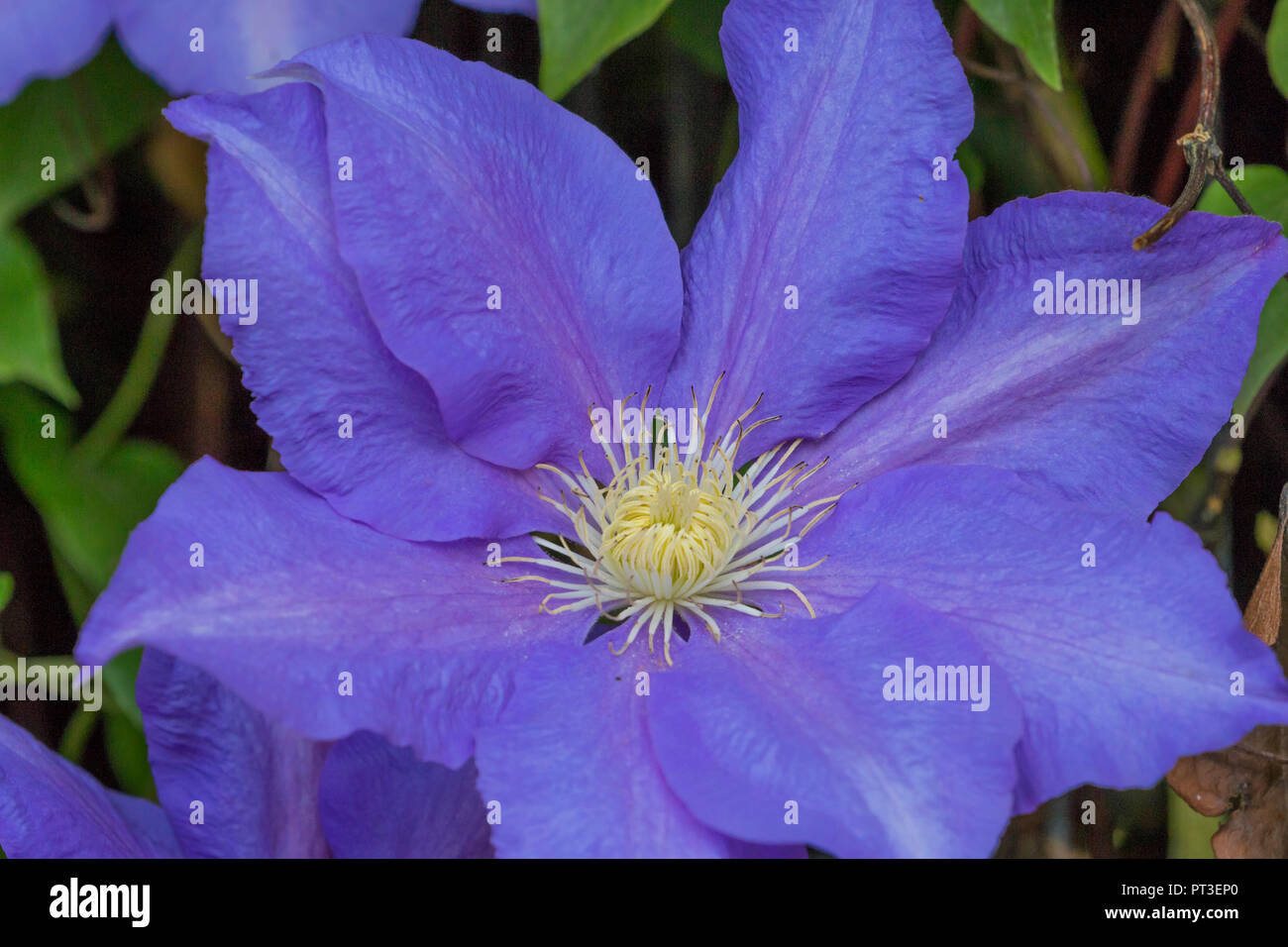 Purple flowering clematis (general sikorski) at roath park lake in Cardiff, south wales, uk Stock Photo
