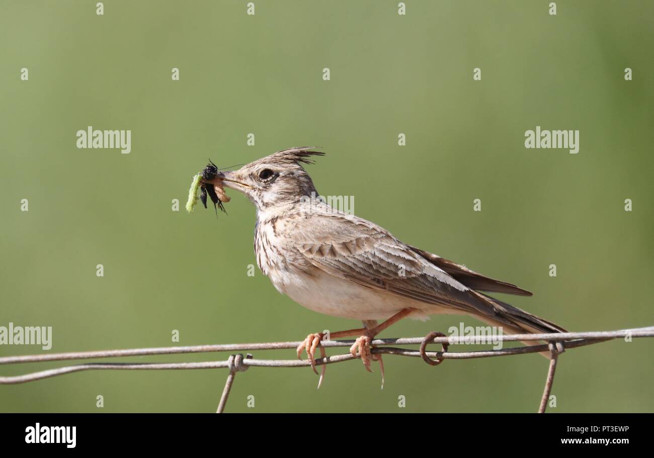 Bird eating bugs on a rope Stock Photo - Alamy