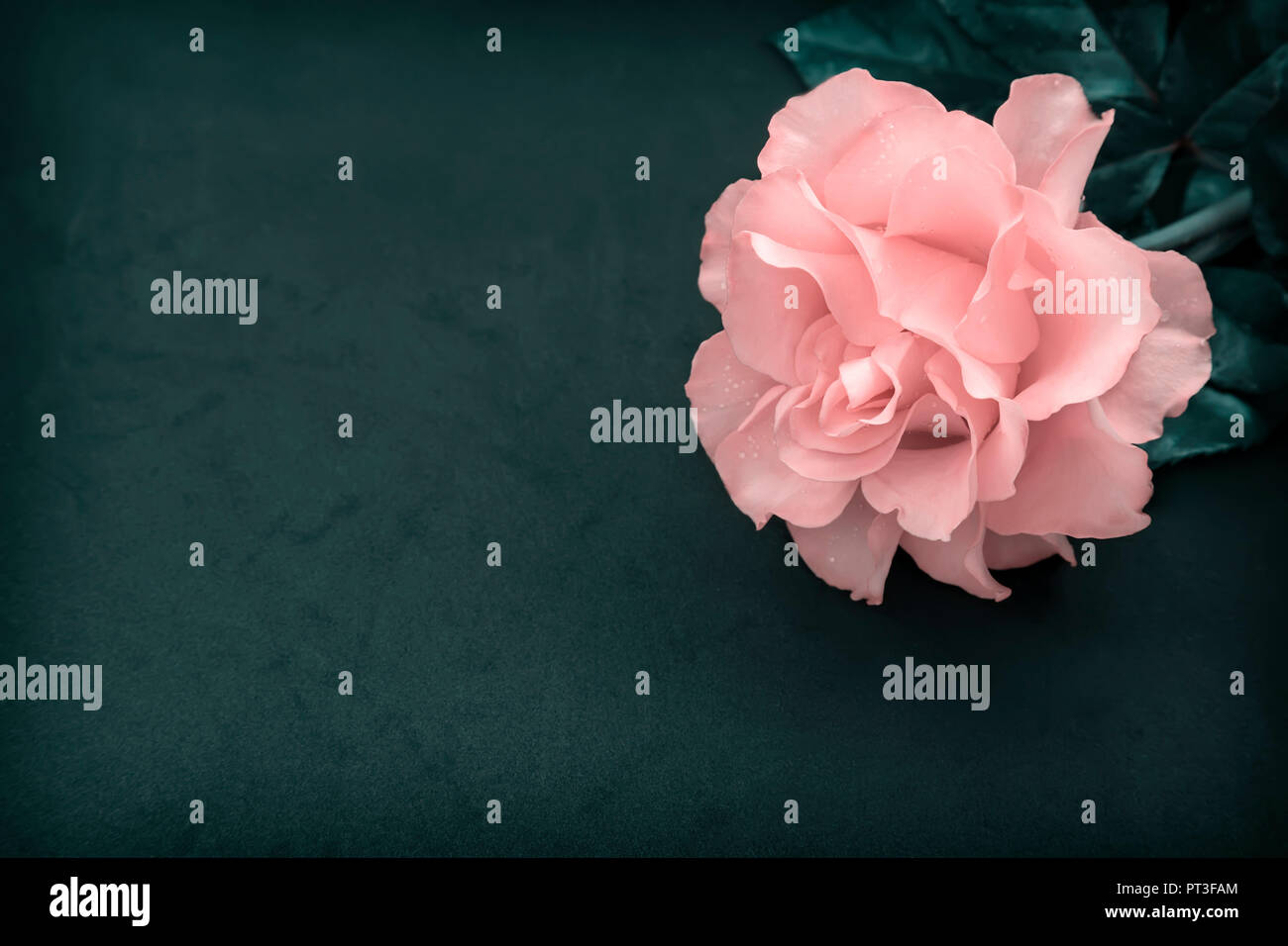 Luxurious pink rose with leaves on a dark green background. Stock Photo