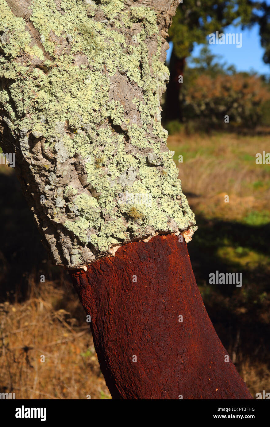 Portugal, Alentejo Region, Evora. Newly harvested cork oak tree