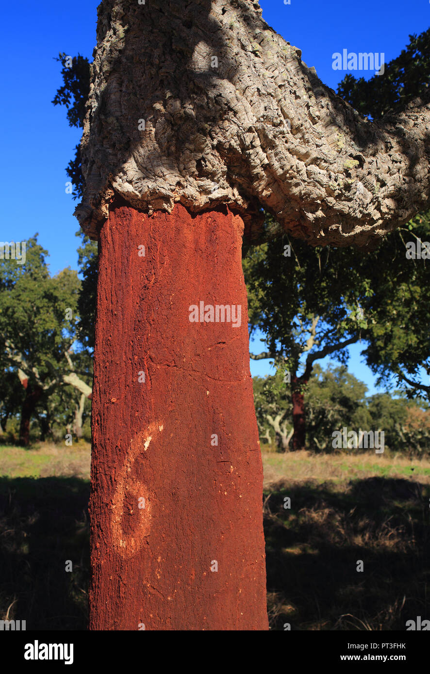 Portugal, Alentejo Region, Evora. Newly harvested cork oak tree