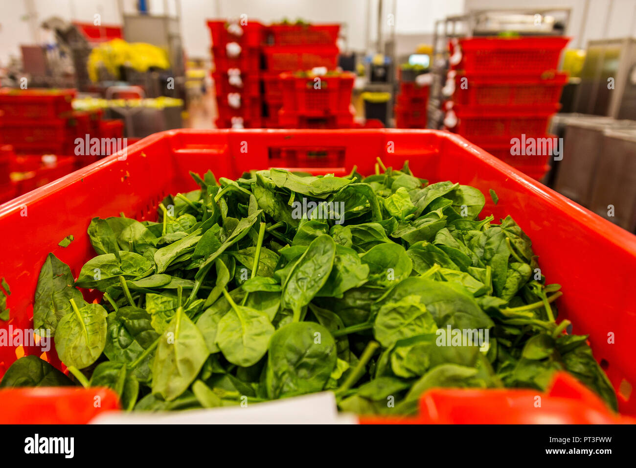 Food Production and Preparation Images UK Farming Stock Photo Alamy