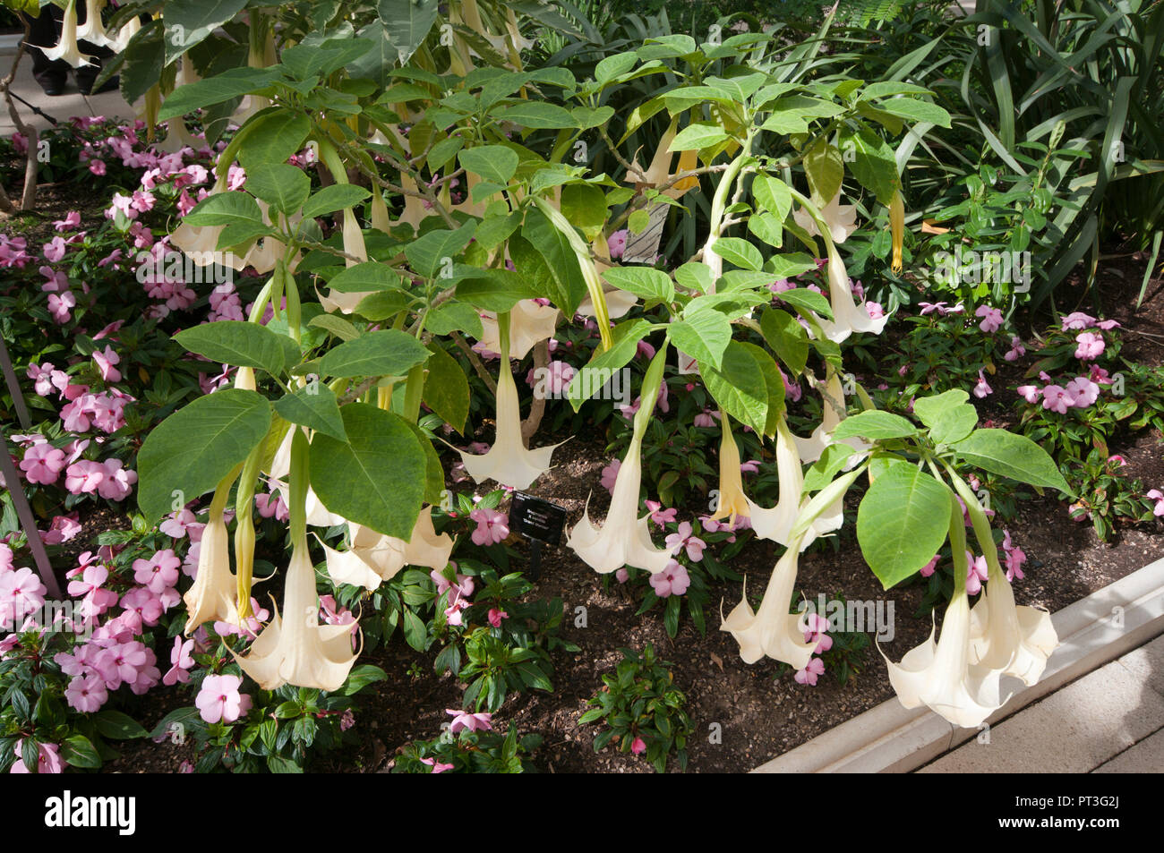 Brugmansia x Candida Grand Marnier commonly known as Angels Trumpets Stock Photo