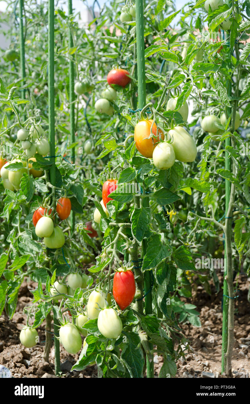 43+ Where To Plant Kitchen Gardens Pics