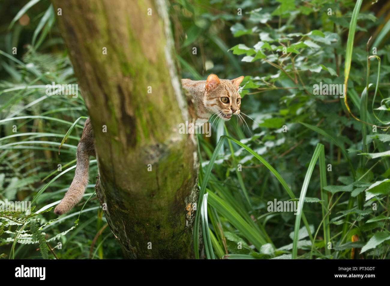 Rusty-spotted cat (Prionailurus rubiginosus), Captive, Port Lympne Wild Animal Park, Kent, UK Stock Photo