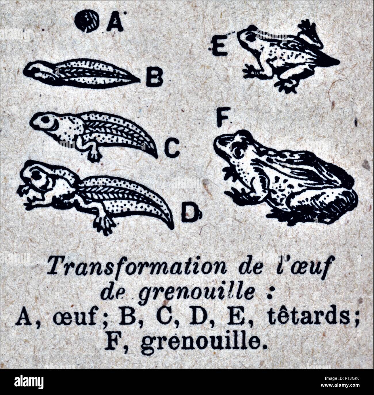 TRANSFORMATION DE L'OEUF DE GRENOUILLE. Stock Photo