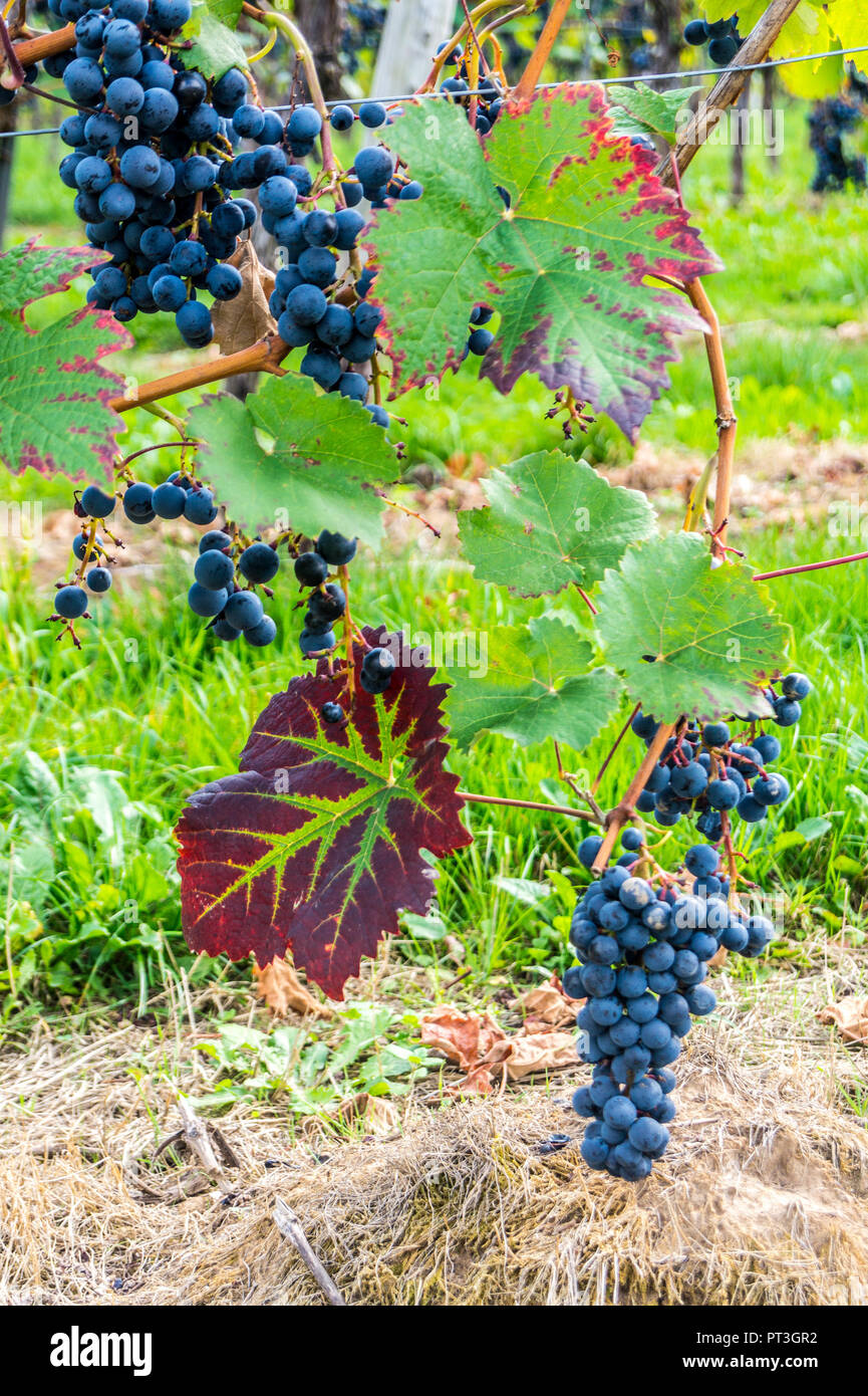 Red Schwarzriesling, pinot meunier, grapes, Wolfer Klosterberg vineyard,Mosel valley, Rheinland-Pfalz, Germany Stock Photo