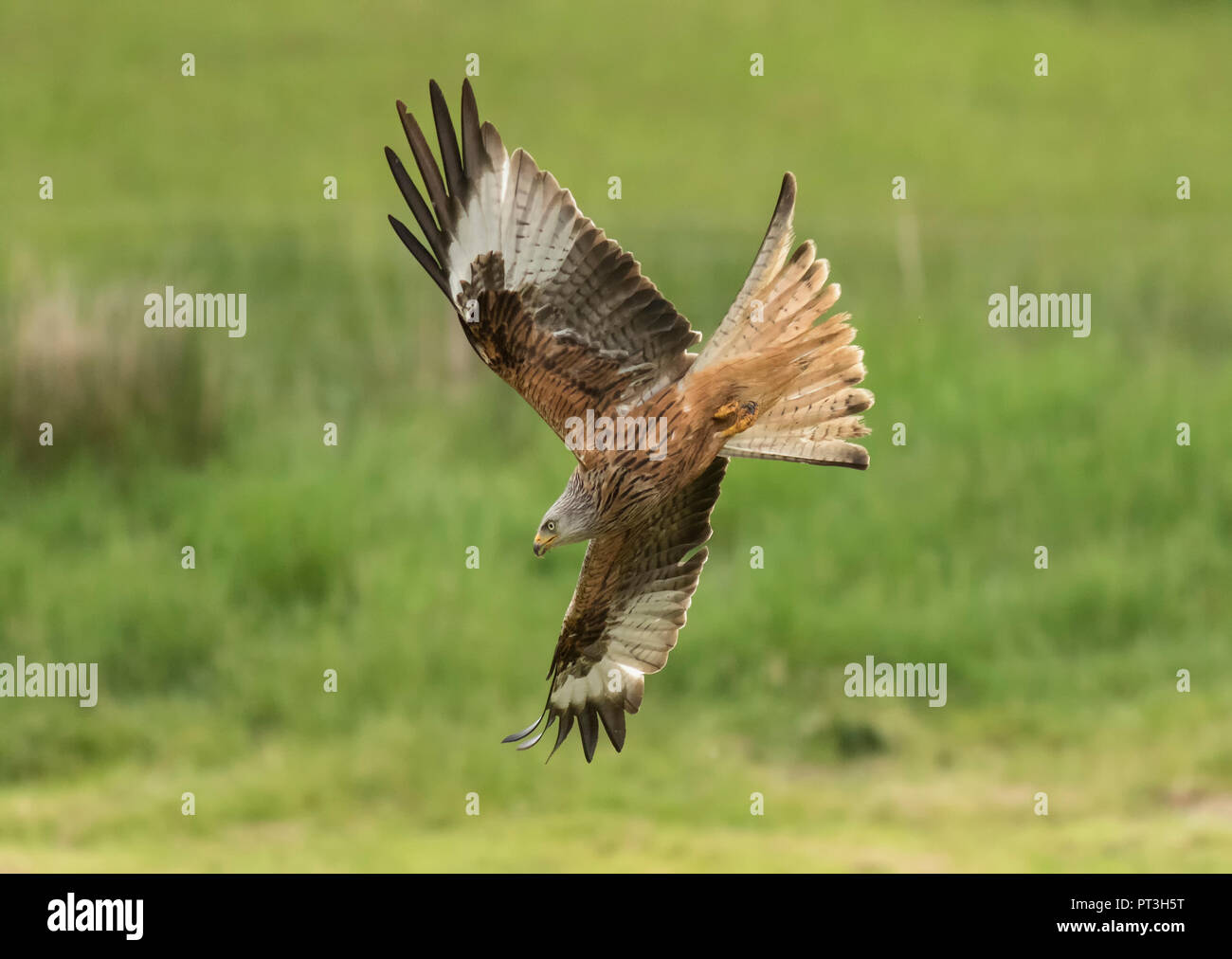 Red Kite Diving Stock Photo