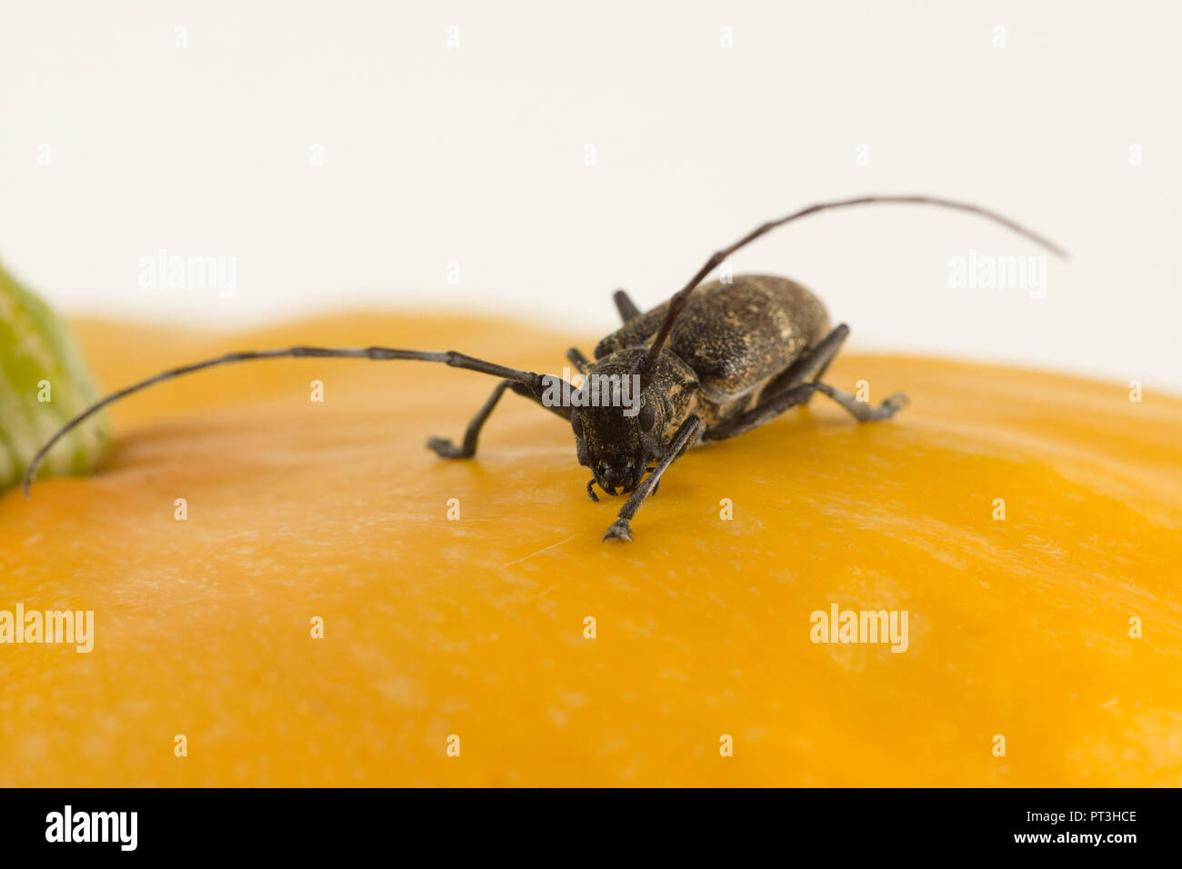 Large black beetle with long mustache and mites Stock Photo Alamy