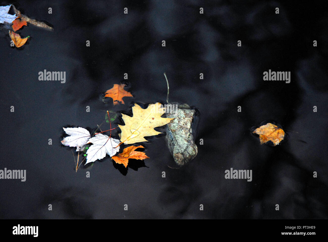 New England leaf peeping- Colorful leaves floating on dark water, in Connecticut, create a wonderful seasonal background. Stock Photo