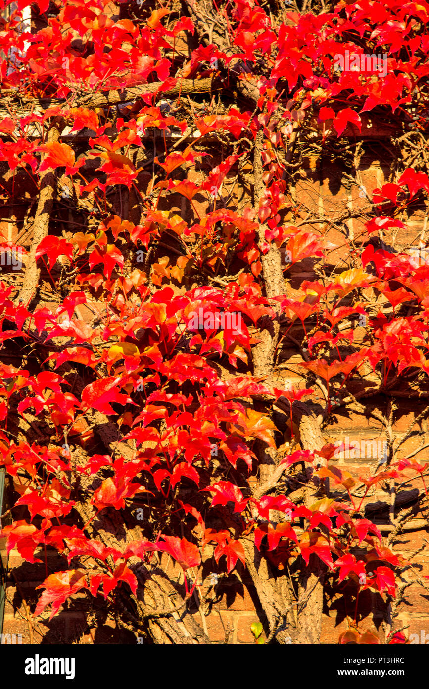 colorful climbing plant in fall colours against brick wall Stock Photo