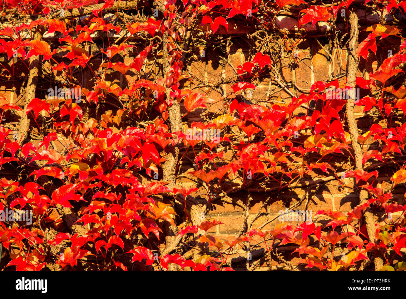 colorful climbing plant in fall colours against brick wall Stock Photo