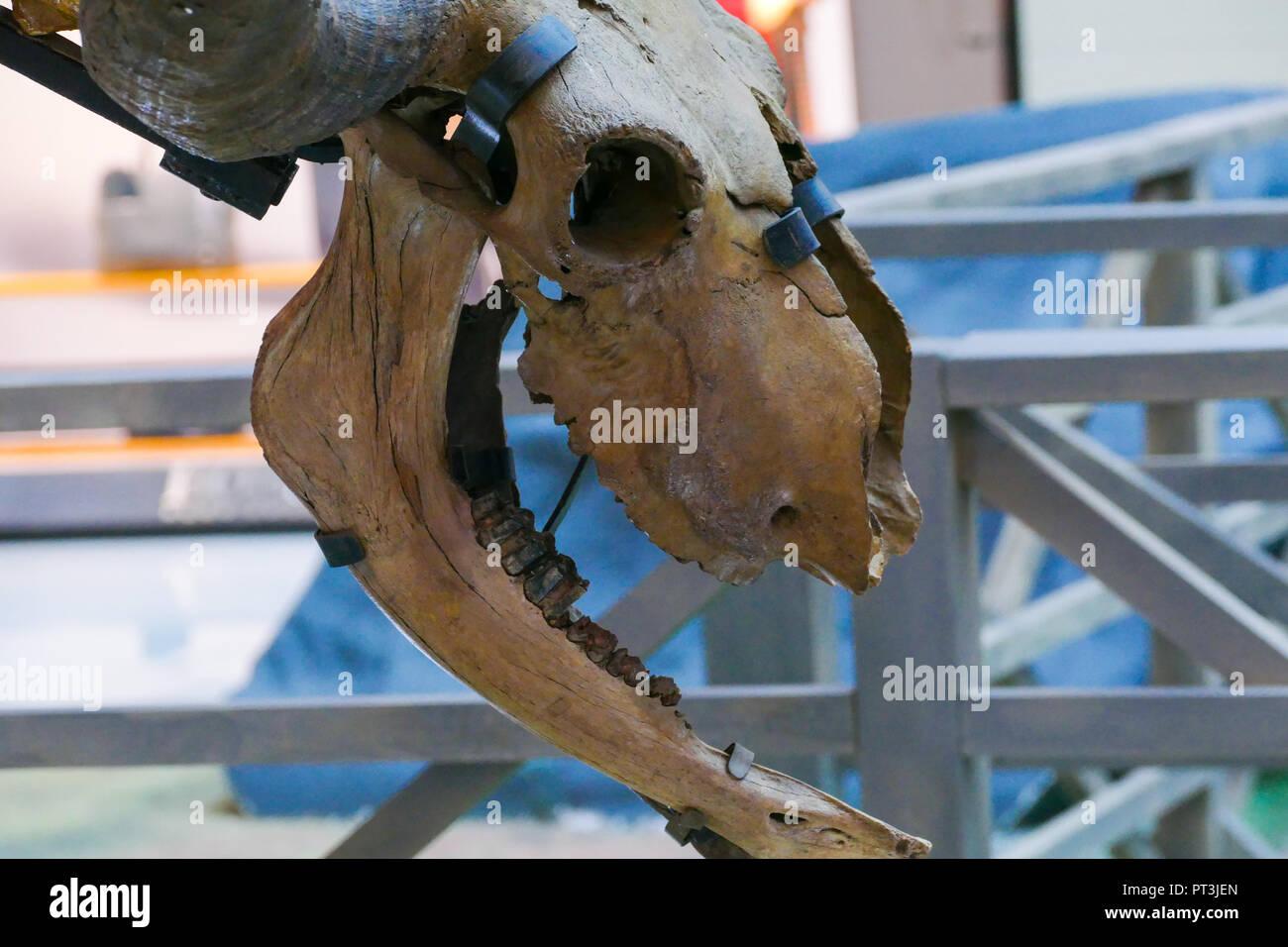 skeleton - cow head Stock Photo