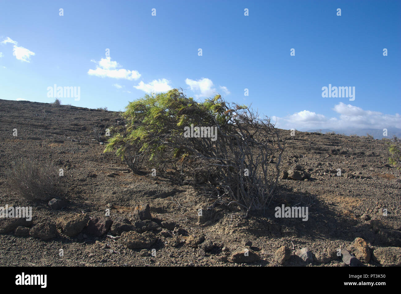 Landscape of the Pelada Mountain in Tenerife. In the foreground you can see a balo or Plocama pendula, endemic to the Canary Islands Stock Photo