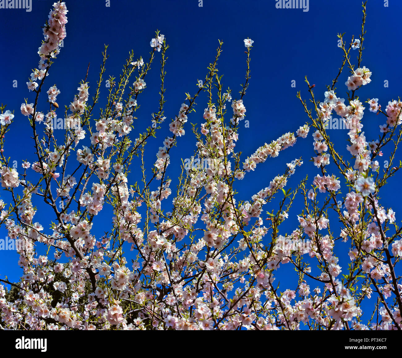 Almond tree - flowers. Natural Park of Sierra Magina. Jaen - province. Region of Andalusia. Spain. Europe Stock Photo