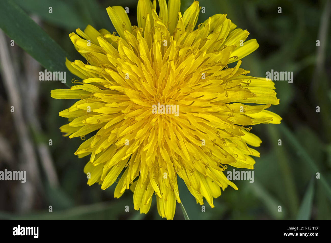 Taraxacum officinale, the common dandelion. Macro. Mniszek pospolity. Stock Photo