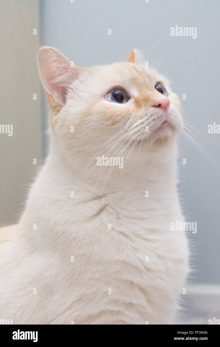 A white flamepoint Siamese cat with blue eyes Stock Photo