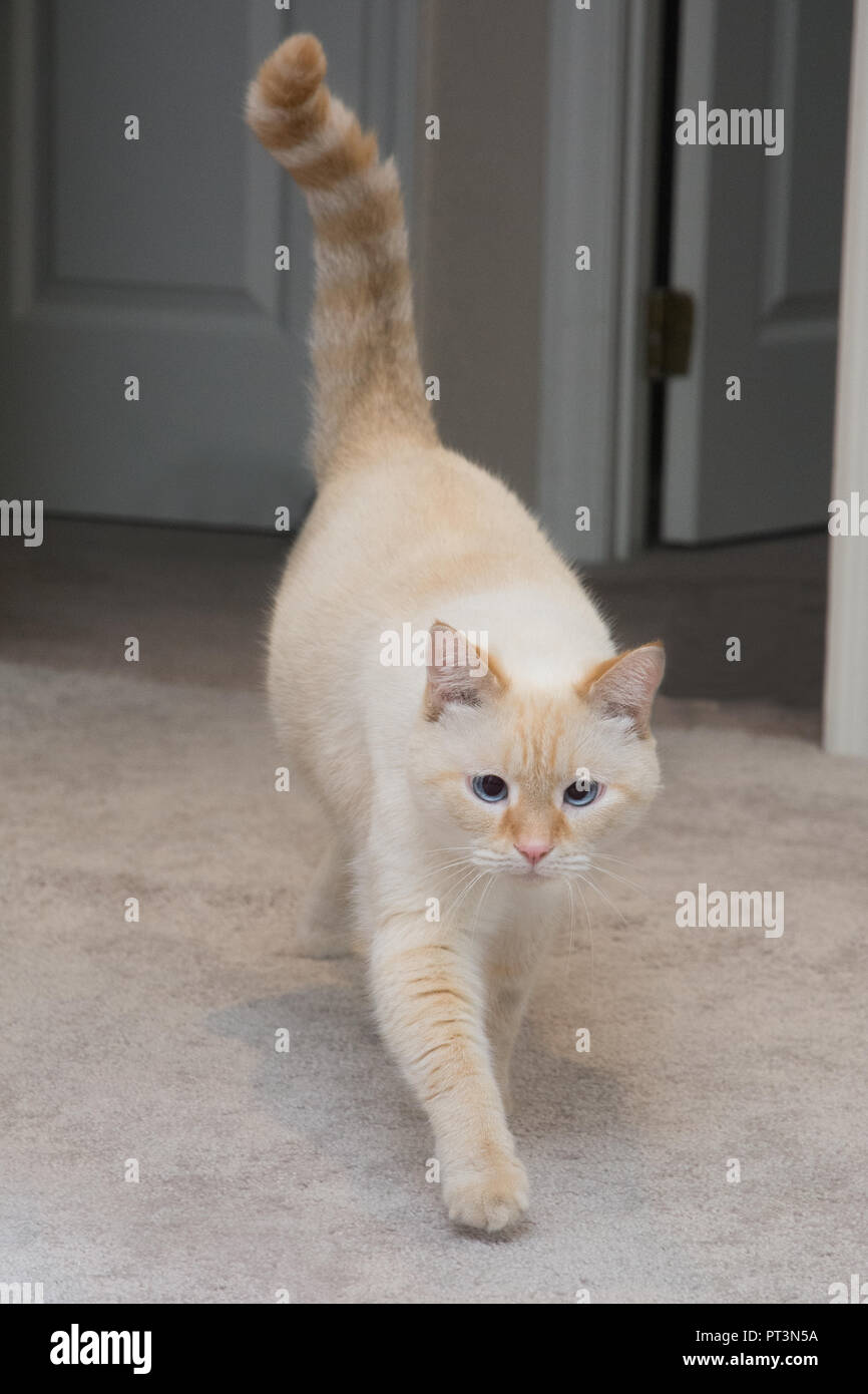 A white flamepoint Siamese cat with blue eyes Stock Photo