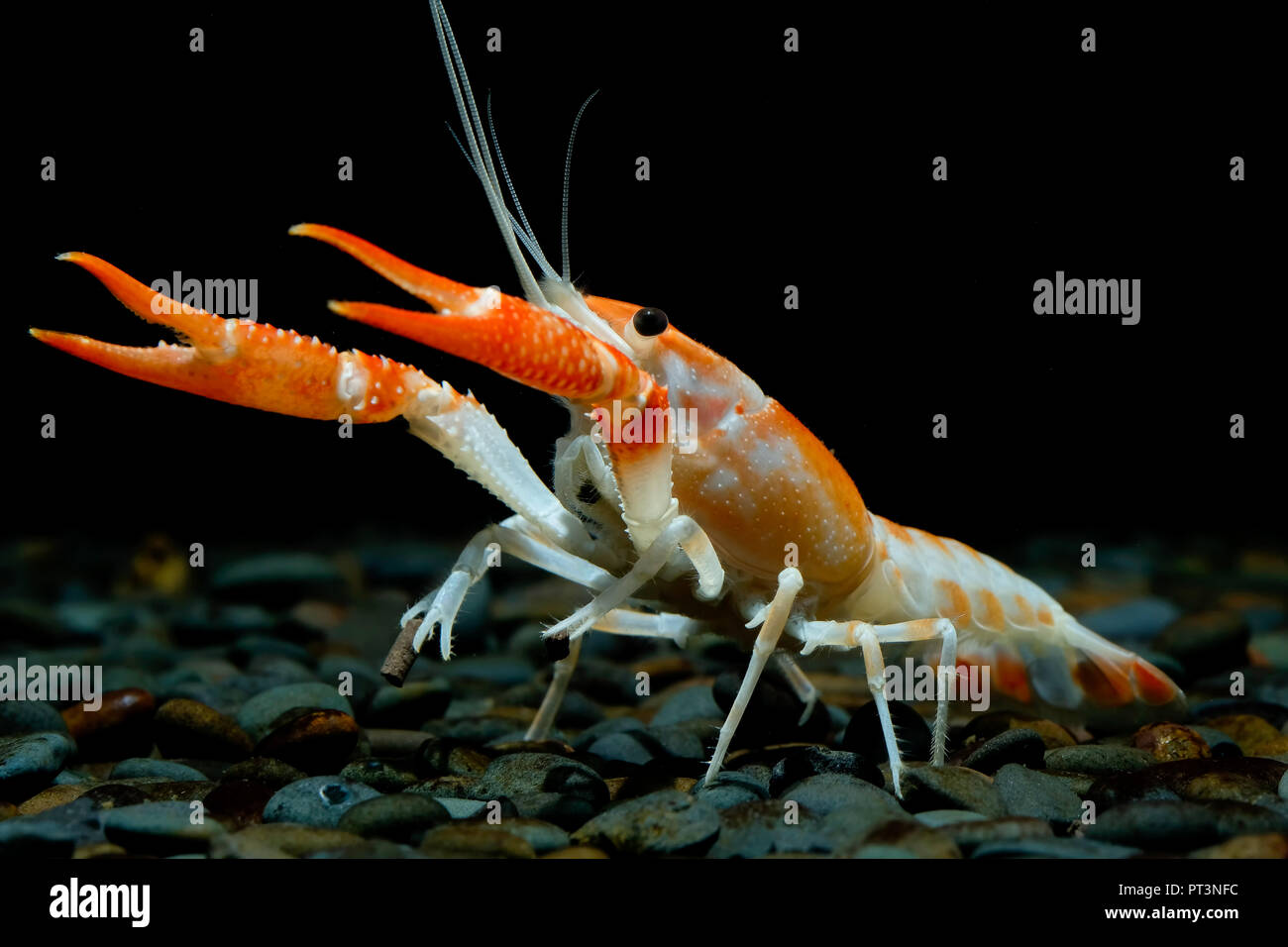 crayfish Procambarus clarkii ghost in the aquarium Stock Photo Alamy