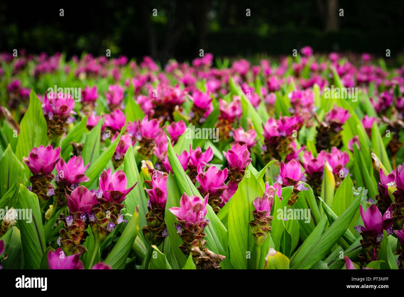 Purple flowers in the garden Stock Photo - Alamy