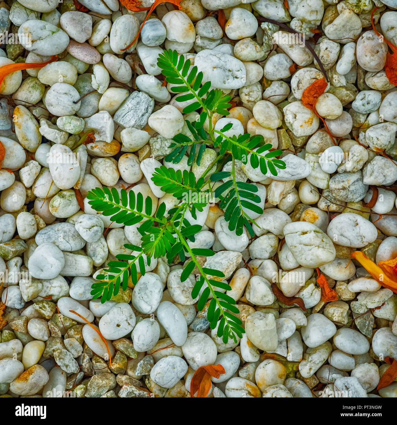Trees growing out of rocks hi-res stock photography and images - Alamy