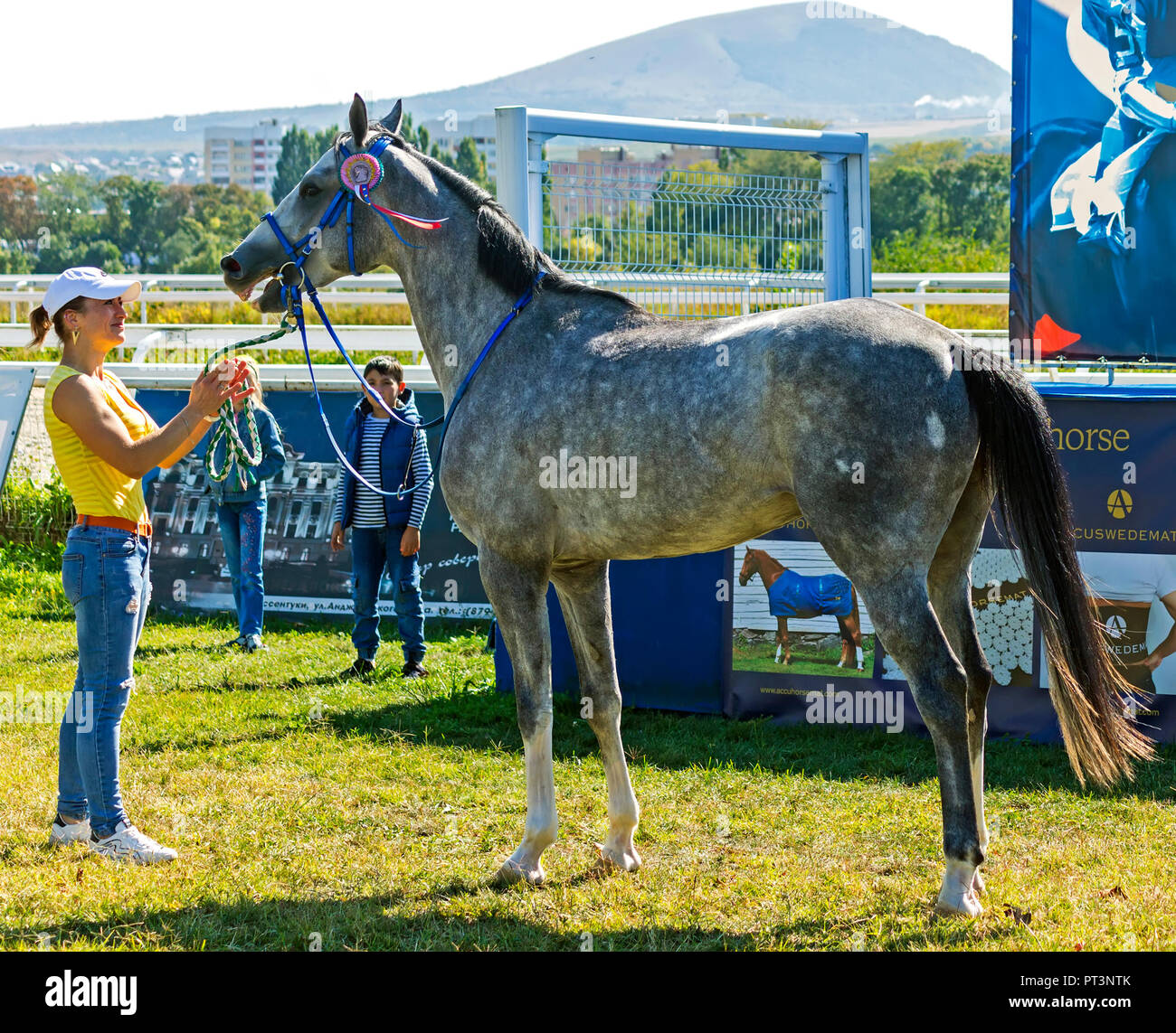 PYATIGORSK, RUSSIA - SEPTEMBER 29, 2018:Winner of a prize horse race Osenni - gray arab stallion Prokrust and unknown groom on the Pyatigorsk Hippodro Stock Photo