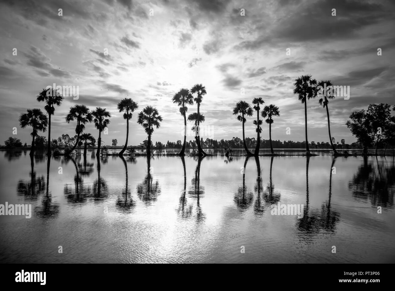 Colorful sunrise with tall palm trees rising up in the dramatic sky beautiful clouds and silhouette reflect on the surface water in rural Mekong Delta Stock Photo