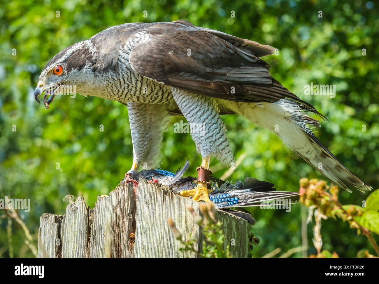 Jayhawk Bird