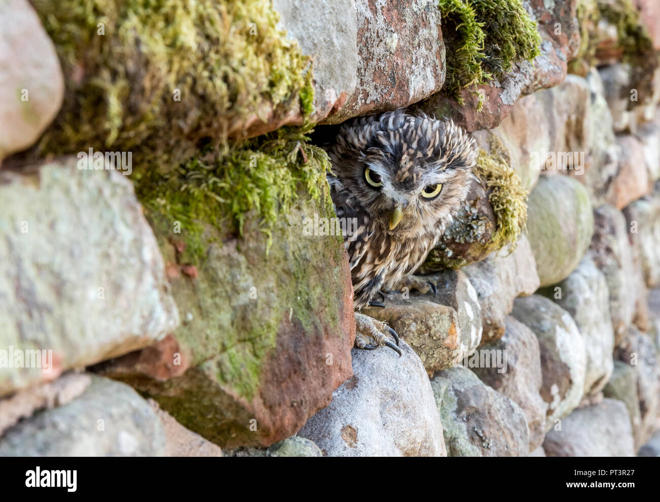 Little Owl (Scientific name: Athene noctua) with frowning face, perched in natural habitat of drystone wall and peeping out of the wall to the left. Stock Photo