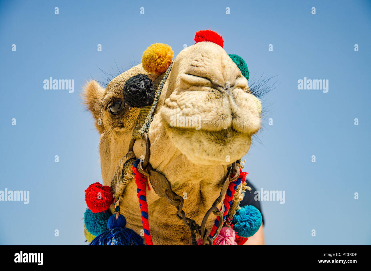 Saqqara, Cairo, Egypt - April 2018. Camel portrait under blue sky. Stock Photo