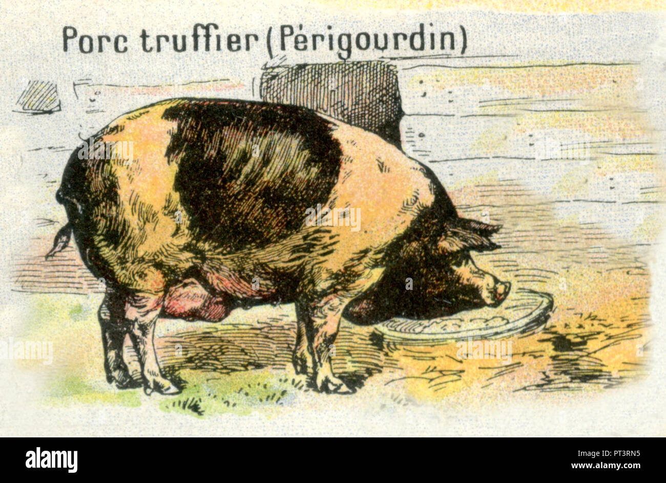 Truffle Hog High Resolution Stock Photography and Images Alamy