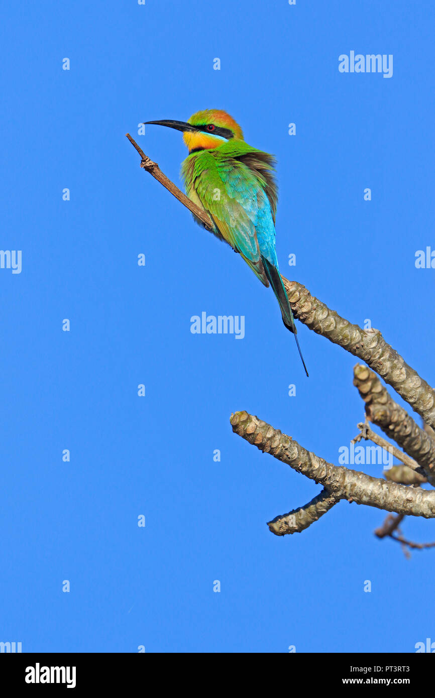 Rainbow Bee-eater in Cairns far North Queensland Australia Stock Photo ...