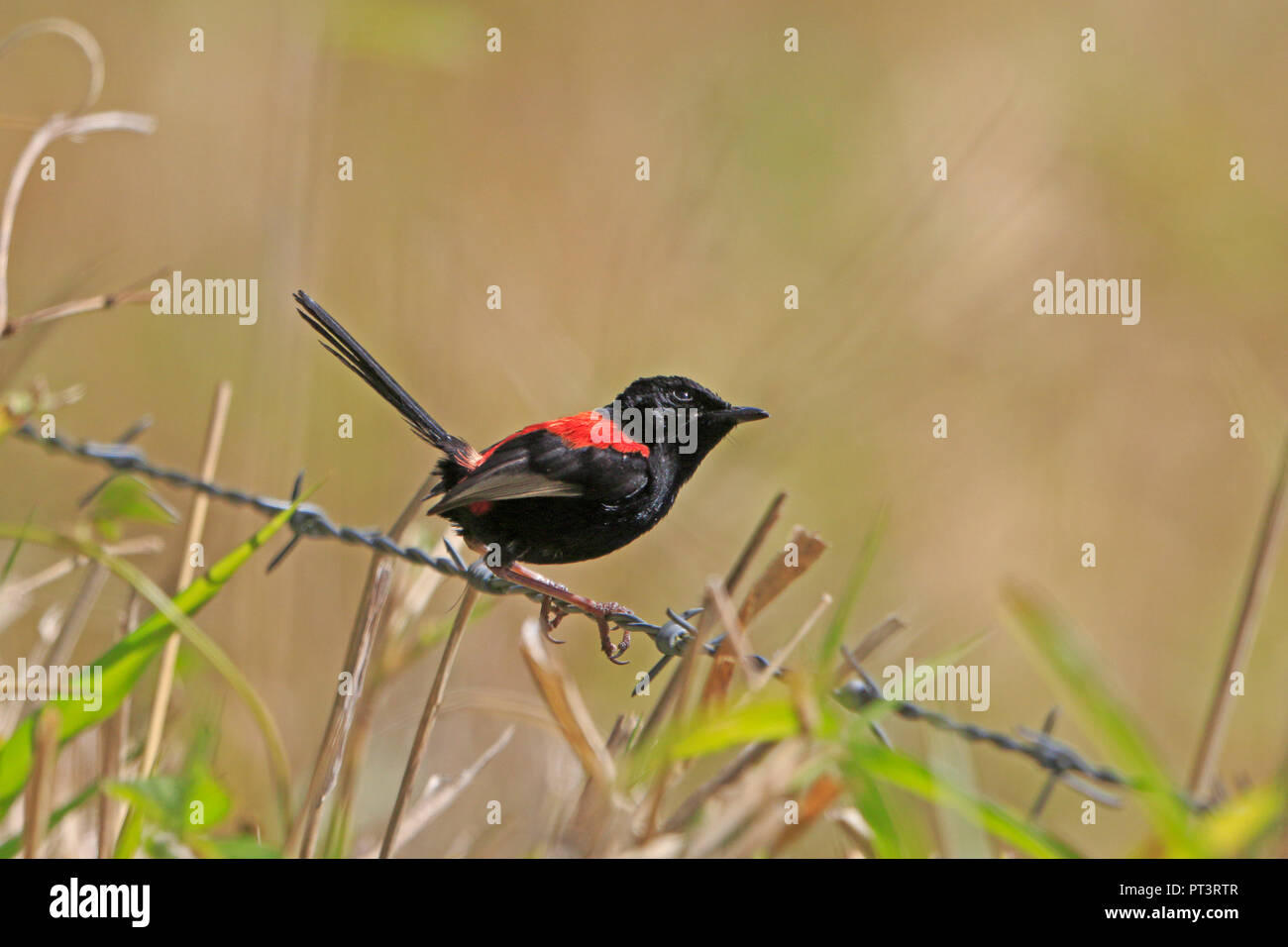 Male Red-backed Fairy-wren in Far North Queensland Australia Stock Photo