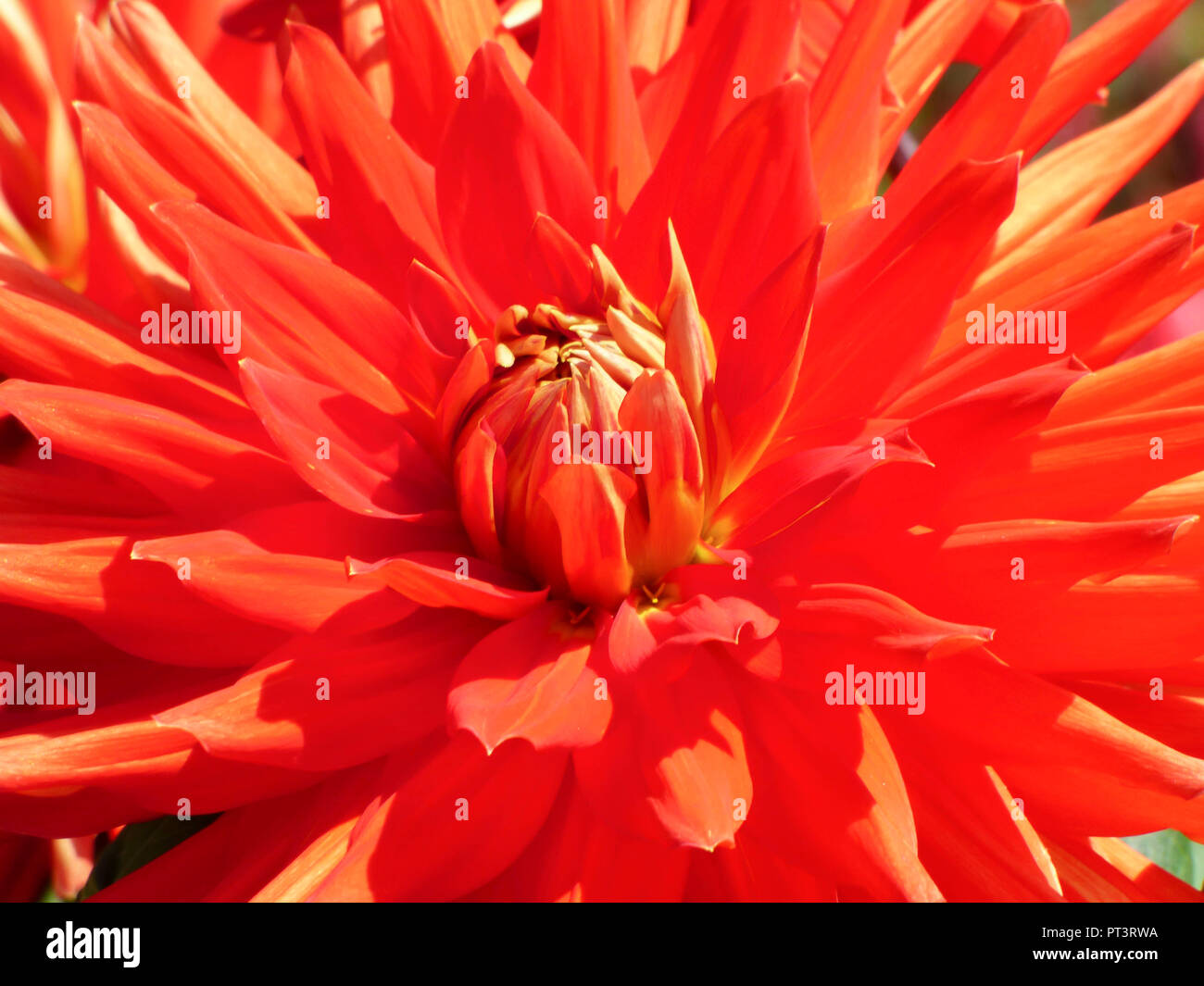 Pink dahlia garden border uk hi-res stock photography and images - Alamy