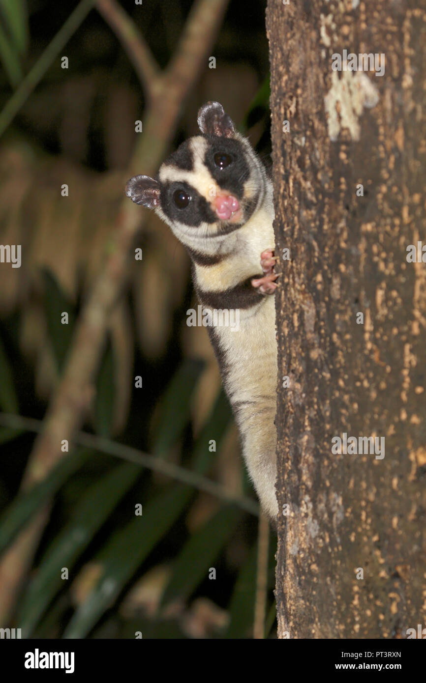 Striped Possum In Atherton Tablelands Far North Queensland Australia Stock Photo Alamy