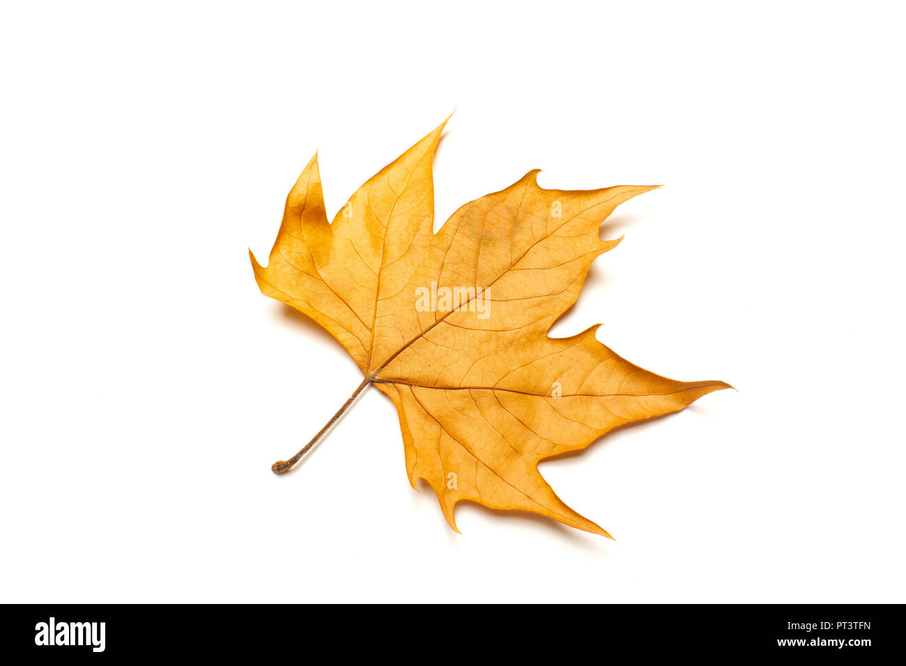 dried leaves on white background Stock Photo Alamy