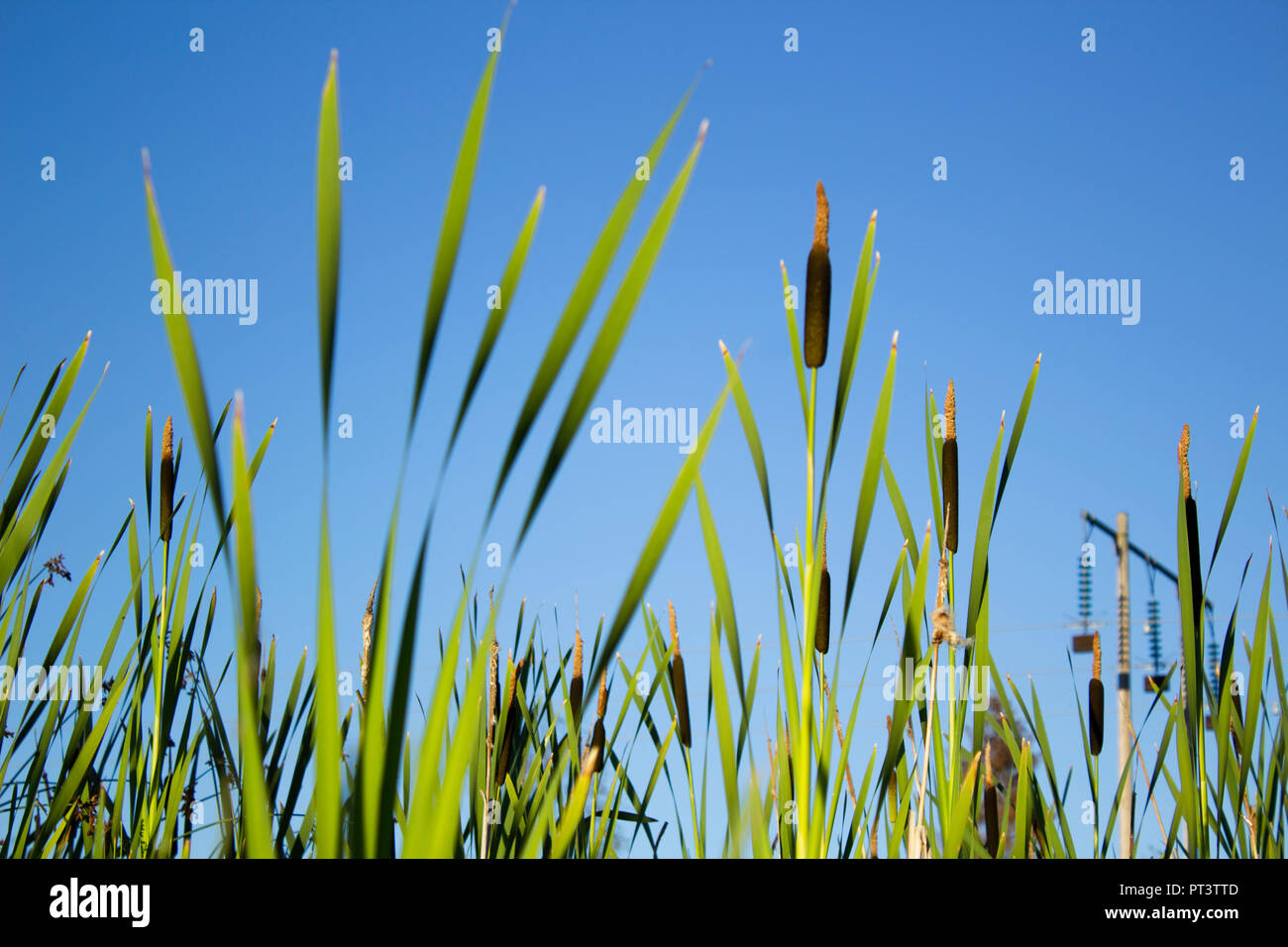 broadleaf cattail - typha latifolia - with blue sky in the background. Stock Photo