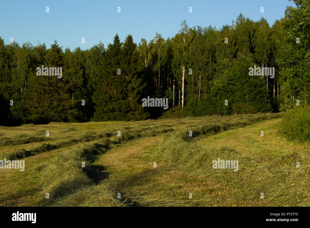 Rows of hay in a field, with fir trees and a blue sky in the background. Stock Photo