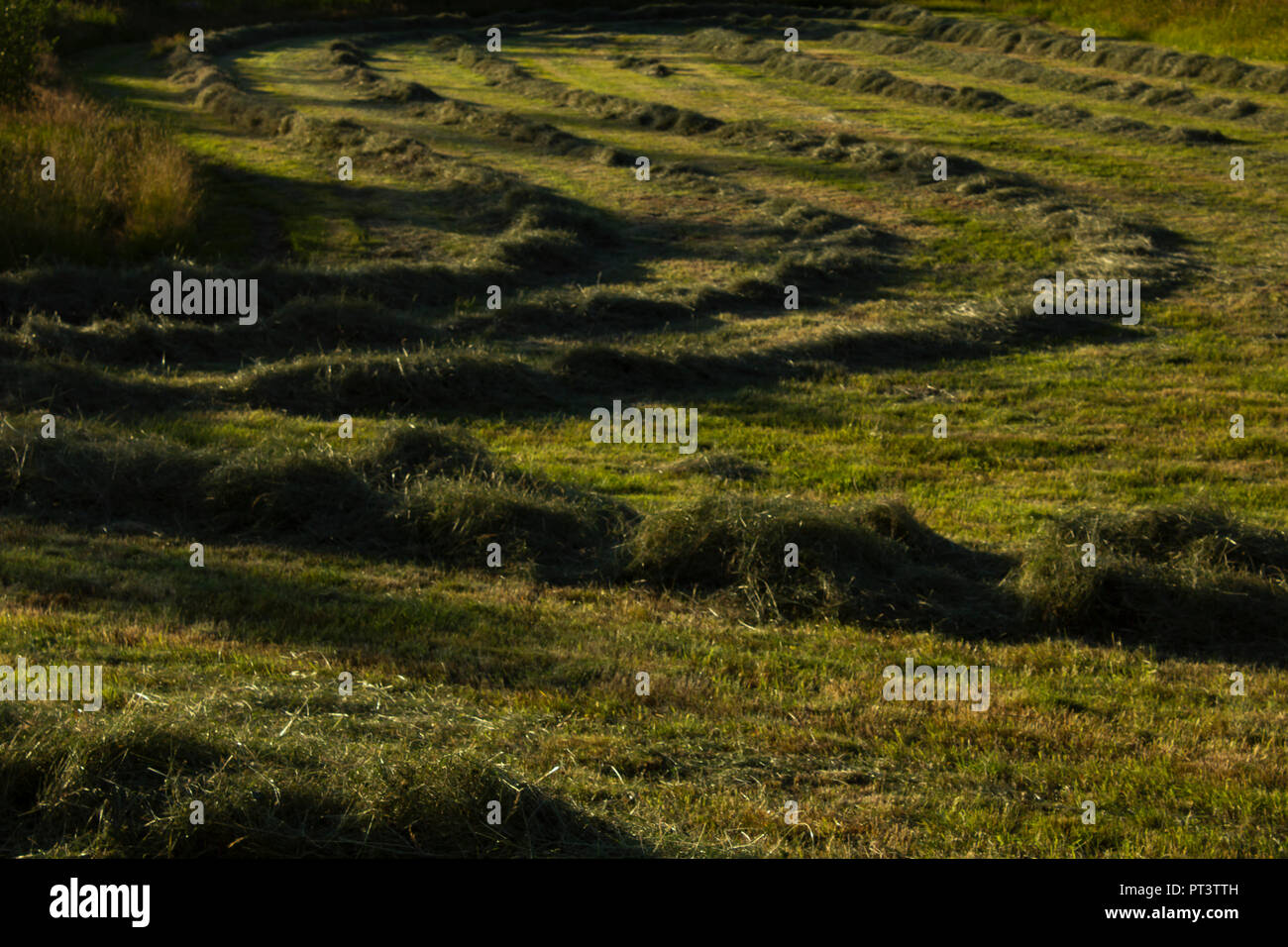 Rows of hay in an 'S' shape in a field and dawn. Stock Photo
