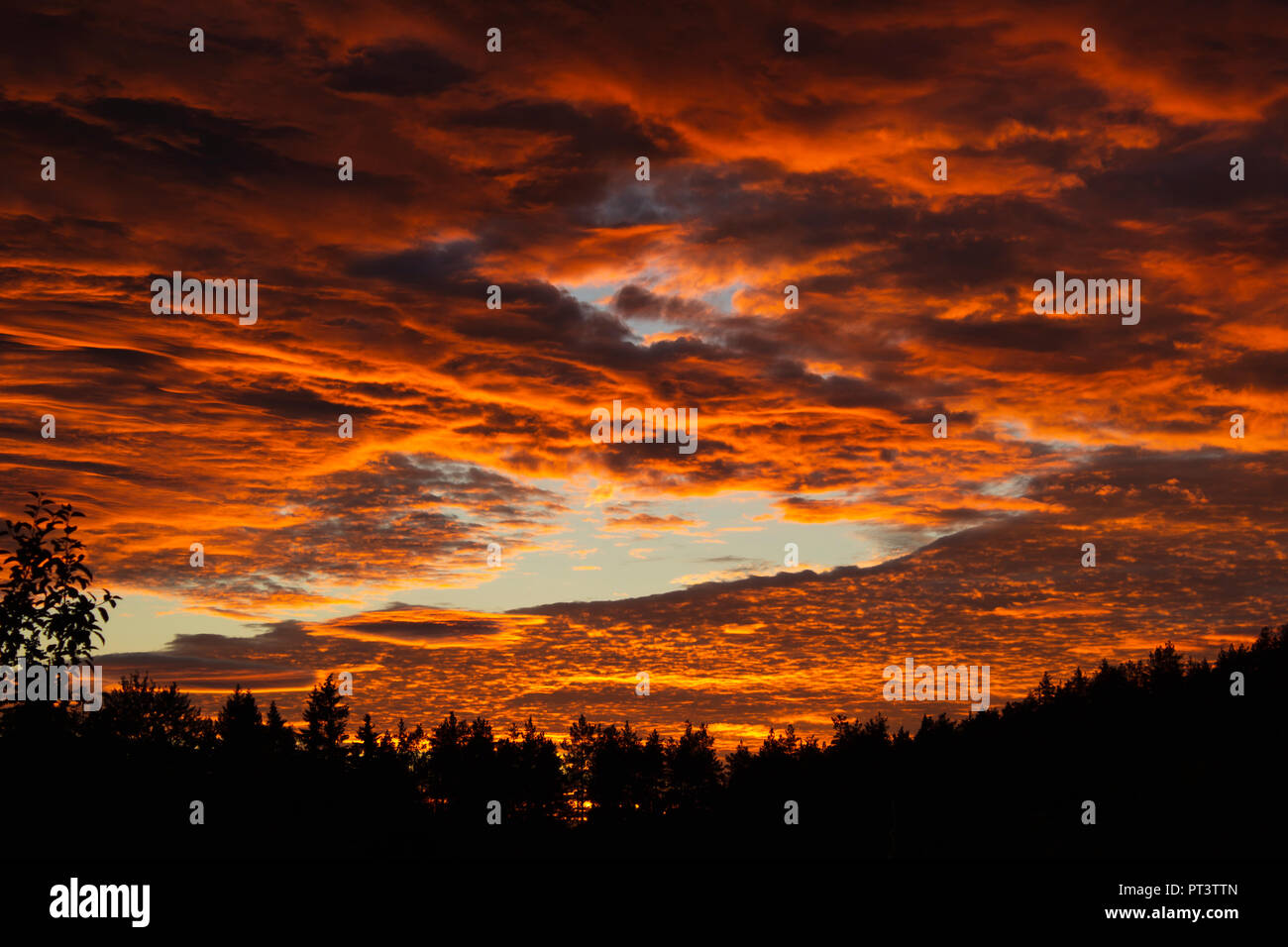 Clouds lit orange with a fallstreak hole in the middle. Silhouette of trees below. Stock Photo