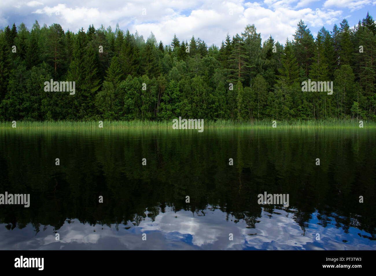 Fir trees reflected in a forest lake. Centered Stock Photo - Alamy