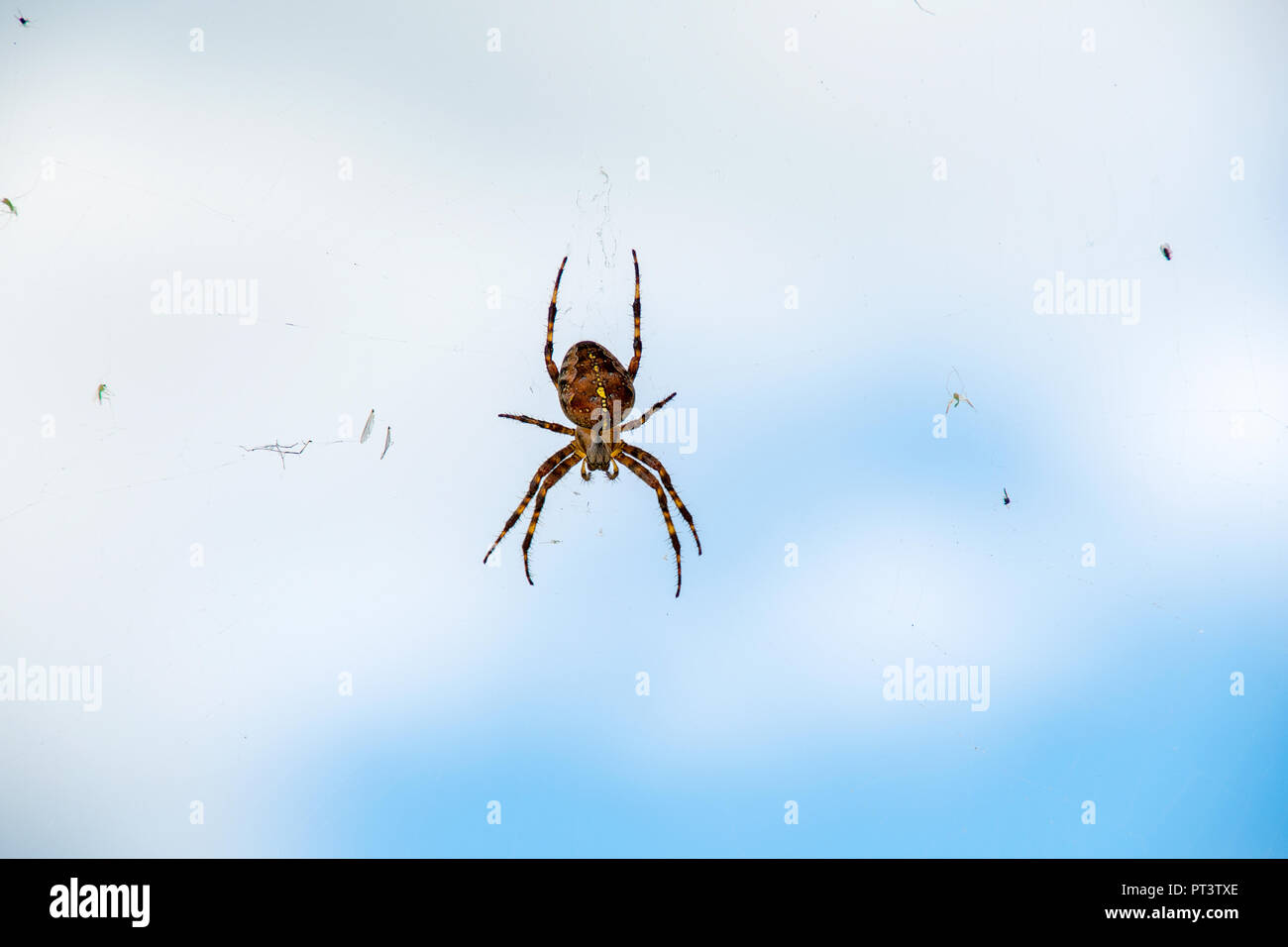 close up of brown cross spider with bugs in web on sky background Stock Photo