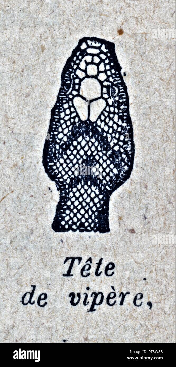 Tête de vipère hires stock photography and images Alamy — free download