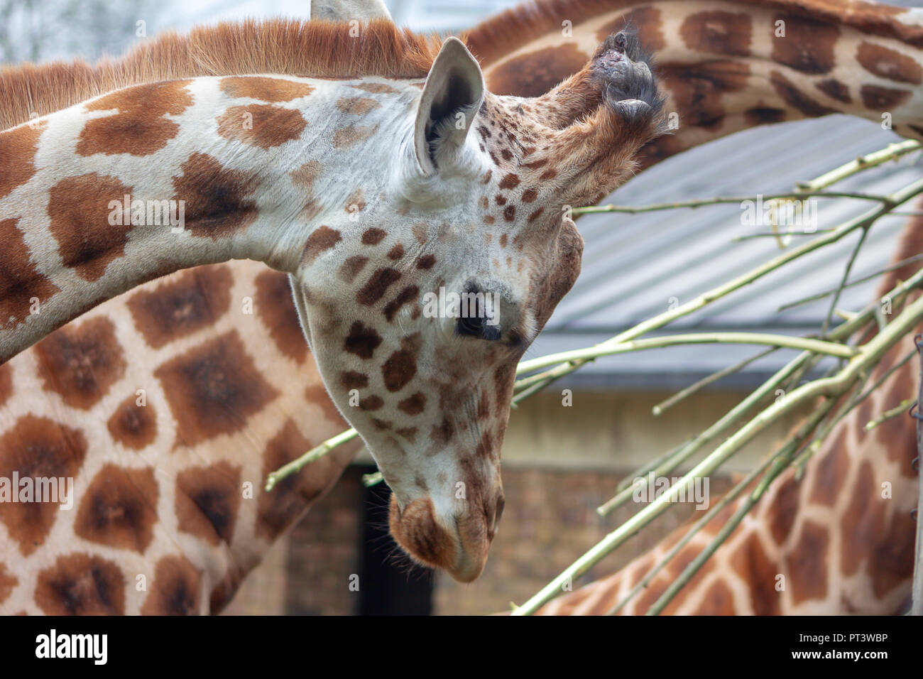 Portrait of a giraffe at a zoo Stock Photo