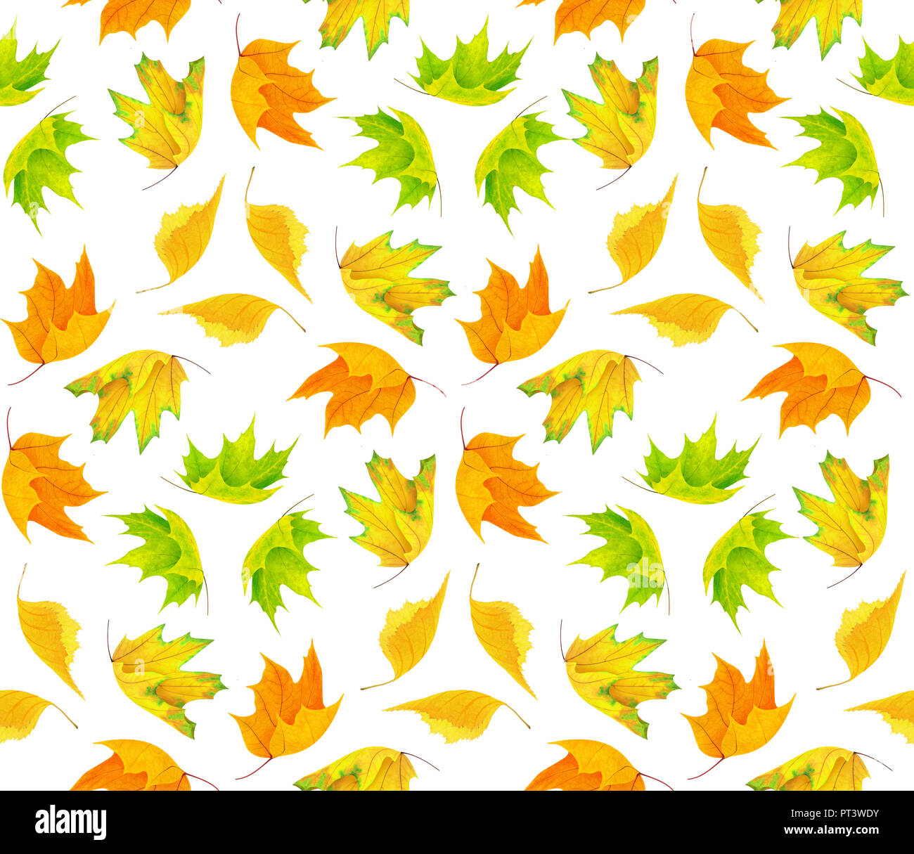 Seamless Pattern With Colorful Autumn Leaves Isolated On White Background With Clipping Path